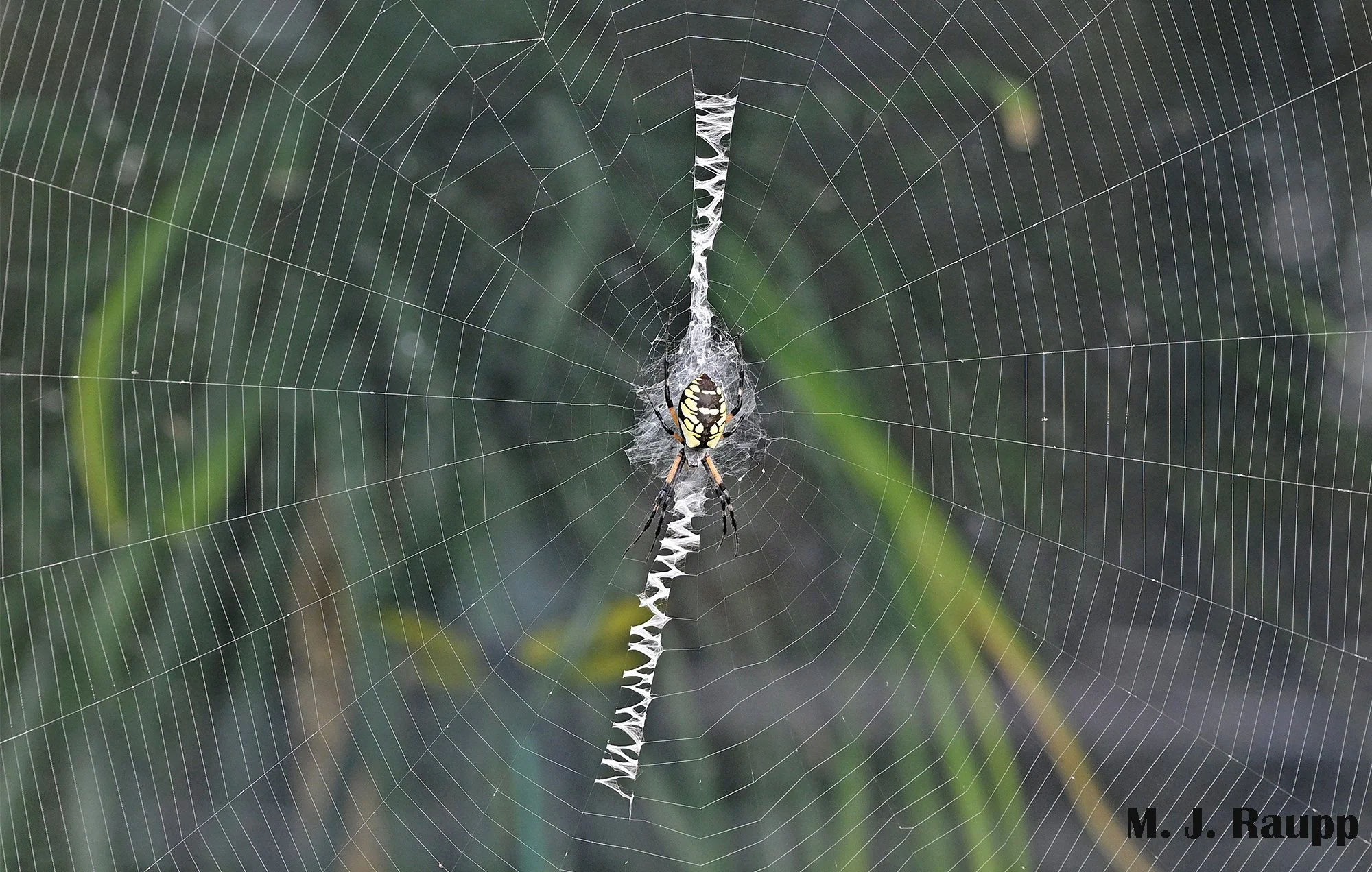 ゆり　内容の確認をお願いします。　1/f Spider Got lanternflies? Tired of squishing? Get a spider! Black and